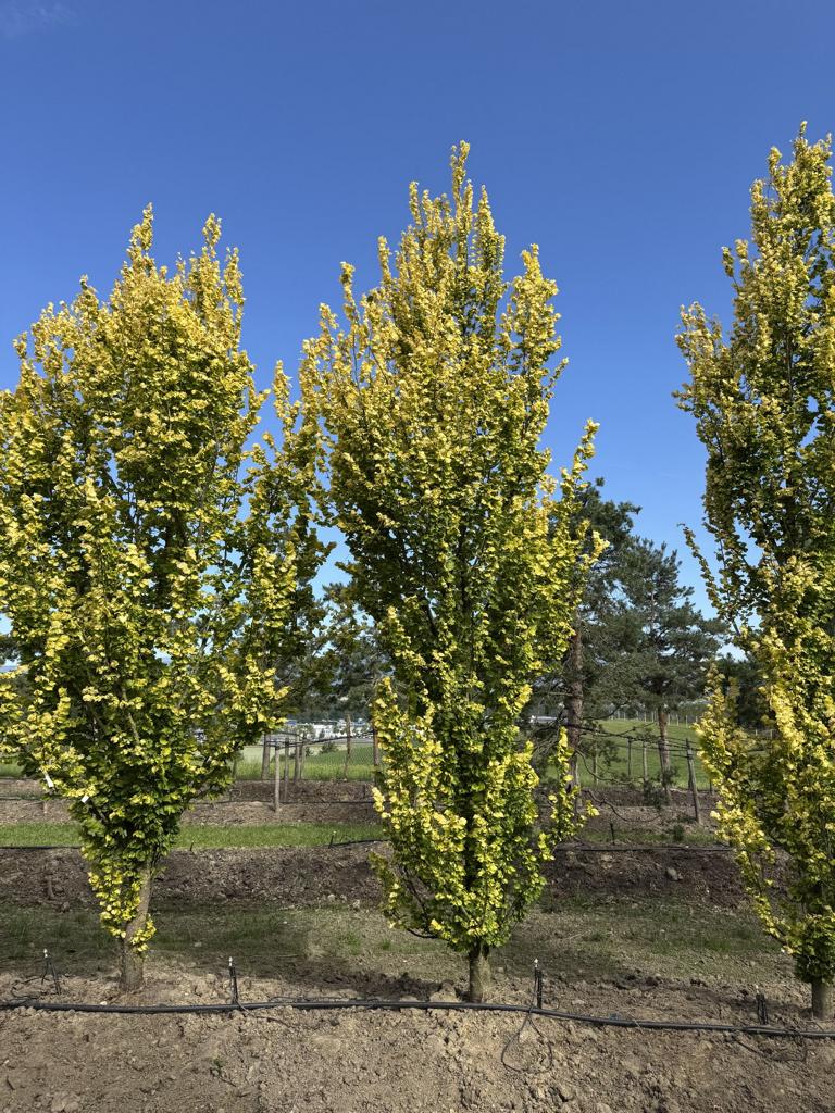Ulmus hollandica (x) 'Wredei'