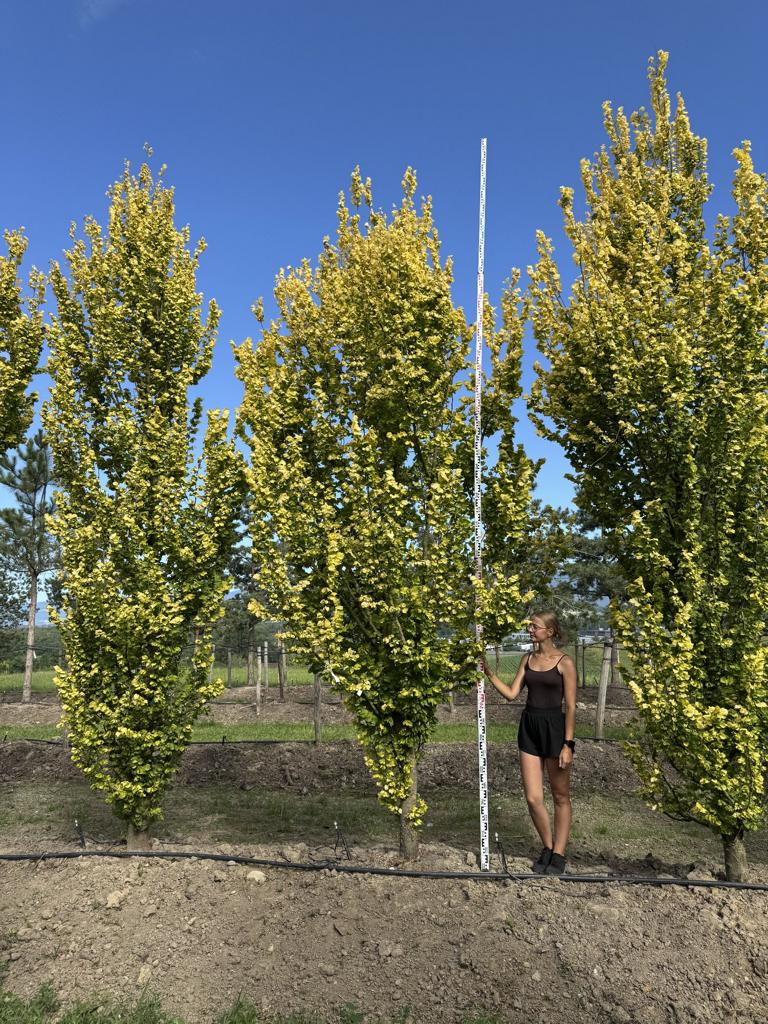 Ulmus hollandica (x) 'Wredei'