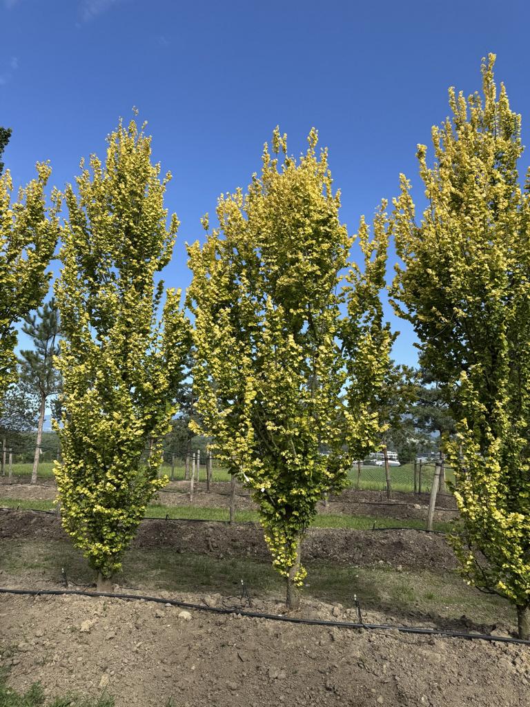 Ulmus hollandica (x) 'Wredei'