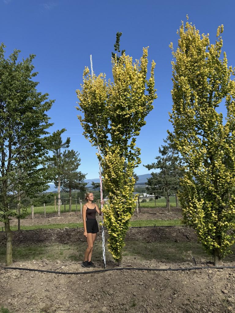 Ulmus hollandica (x) 'Wredei'