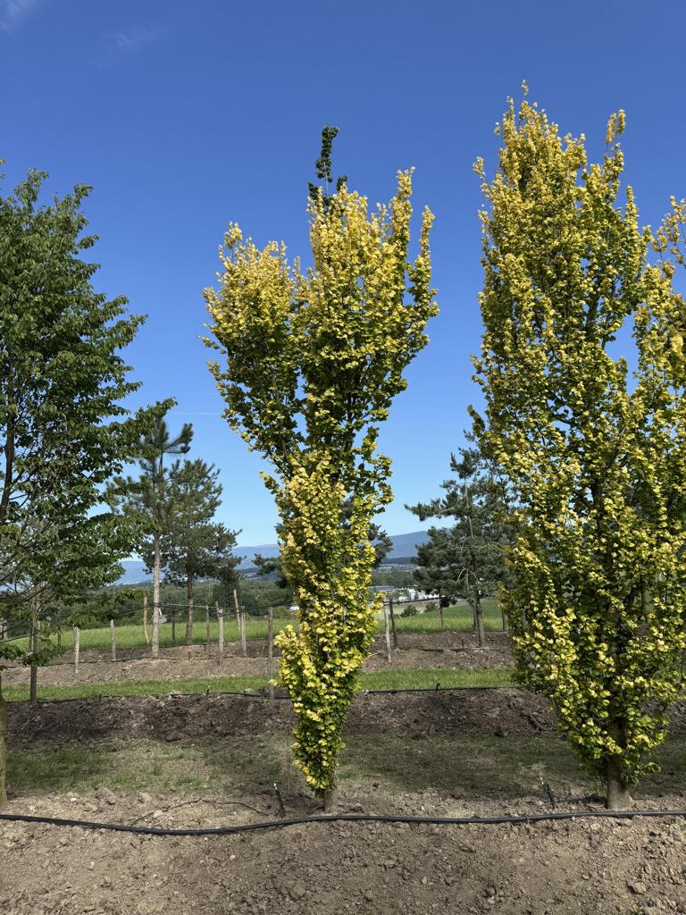 Ulmus hollandica (x) 'Wredei'