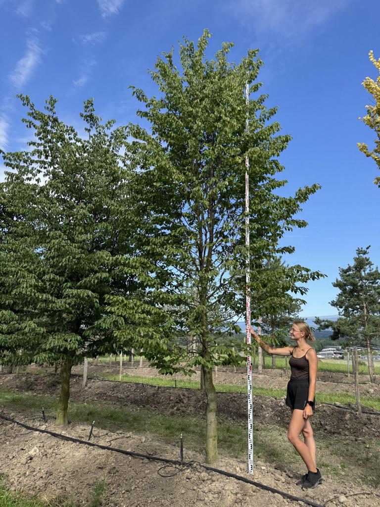 Carpinus betulus