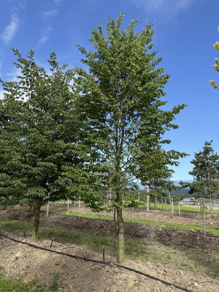 Carpinus betulus