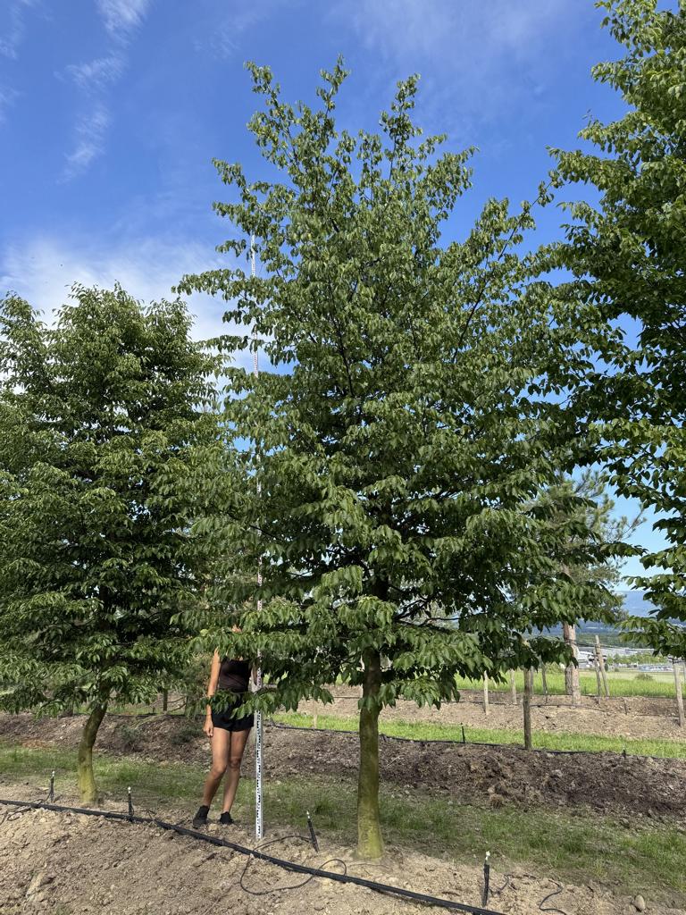 Carpinus betulus