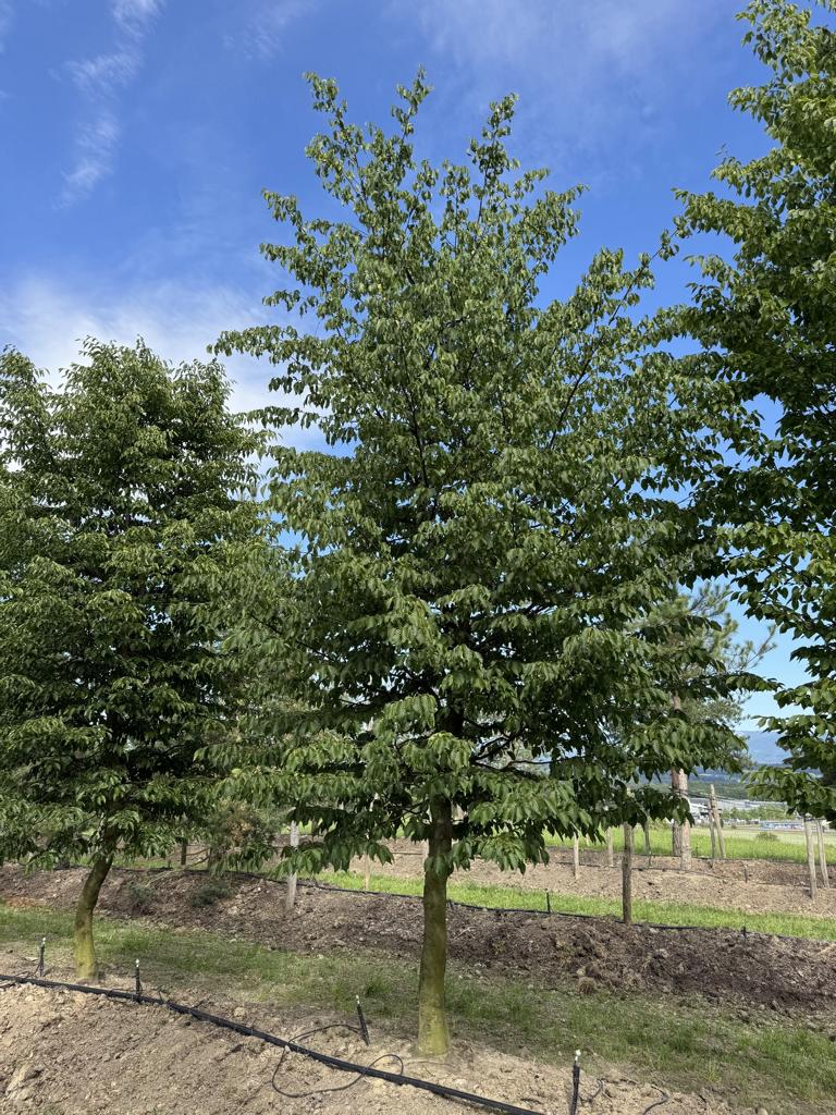 Carpinus betulus