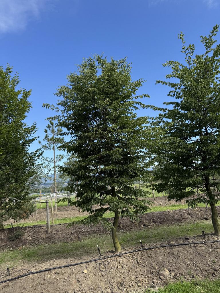 Carpinus betulus