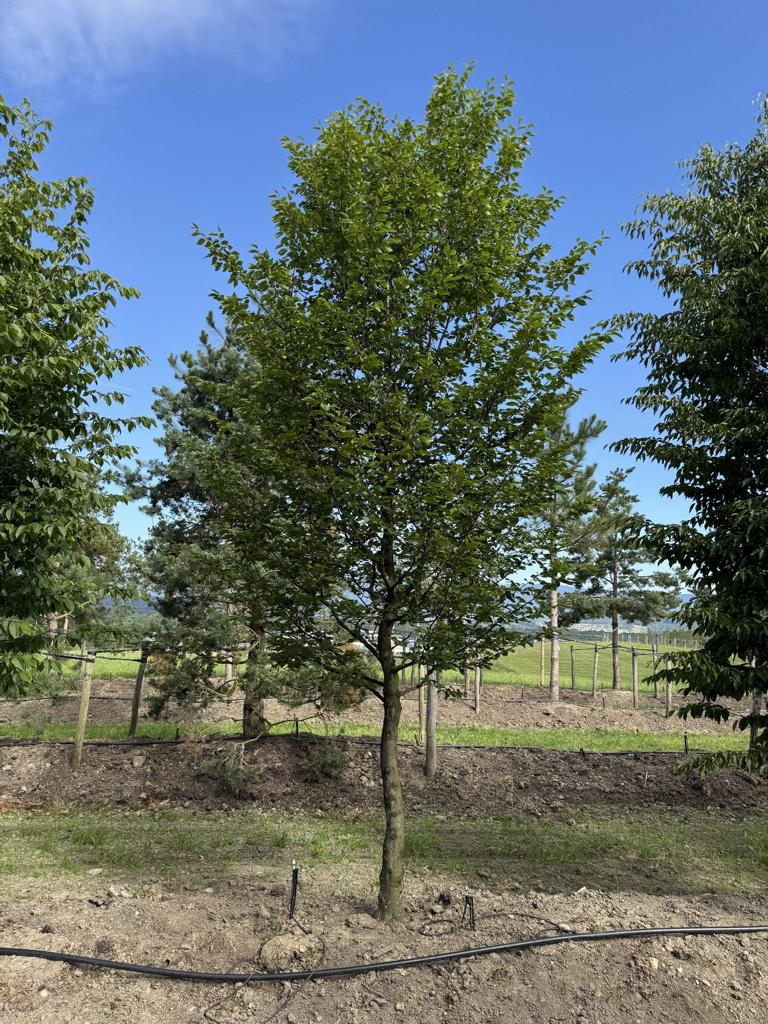 Carpinus betulus