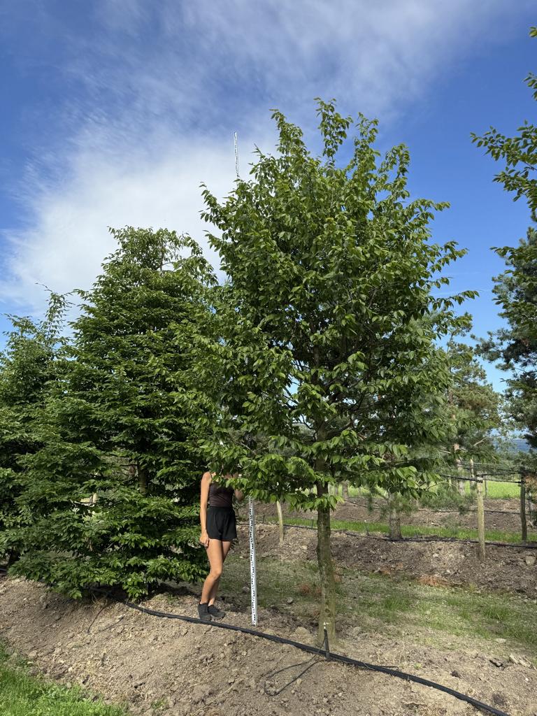 Carpinus betulus