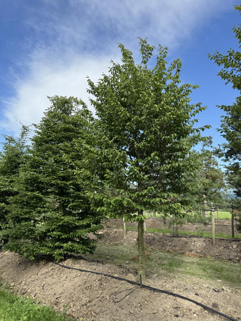 Carpinus betulus