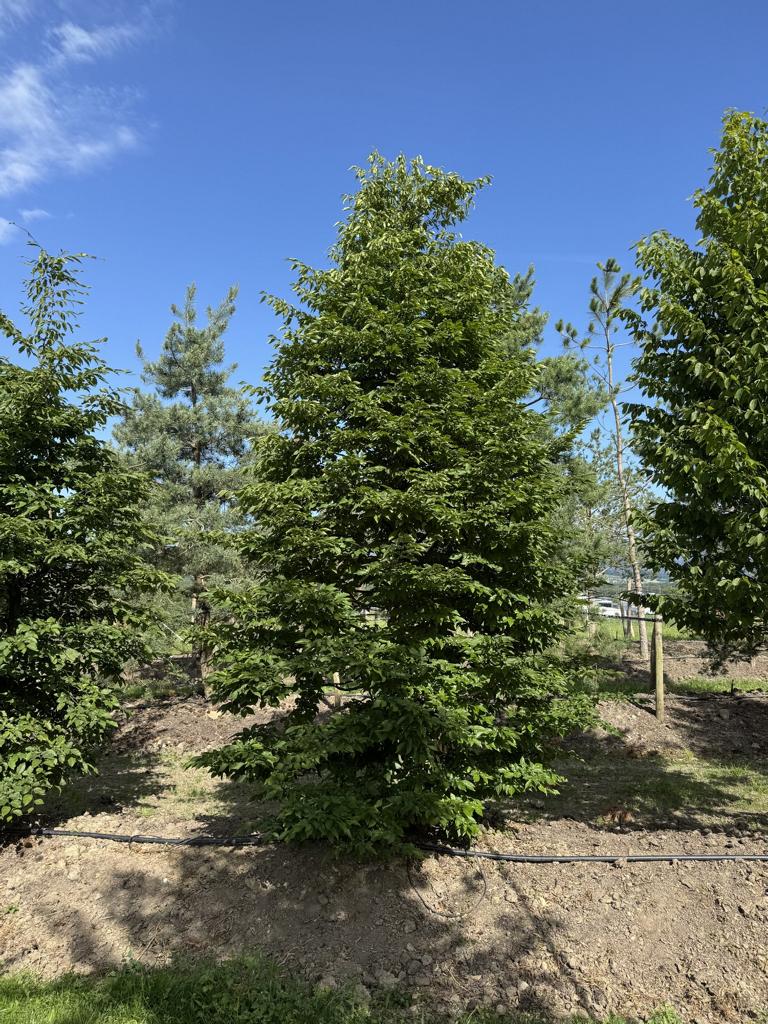 Carpinus betulus
