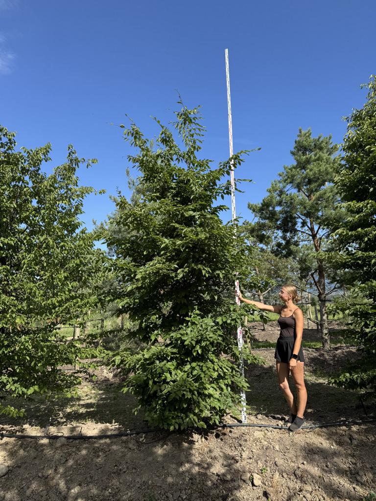 Carpinus betulus