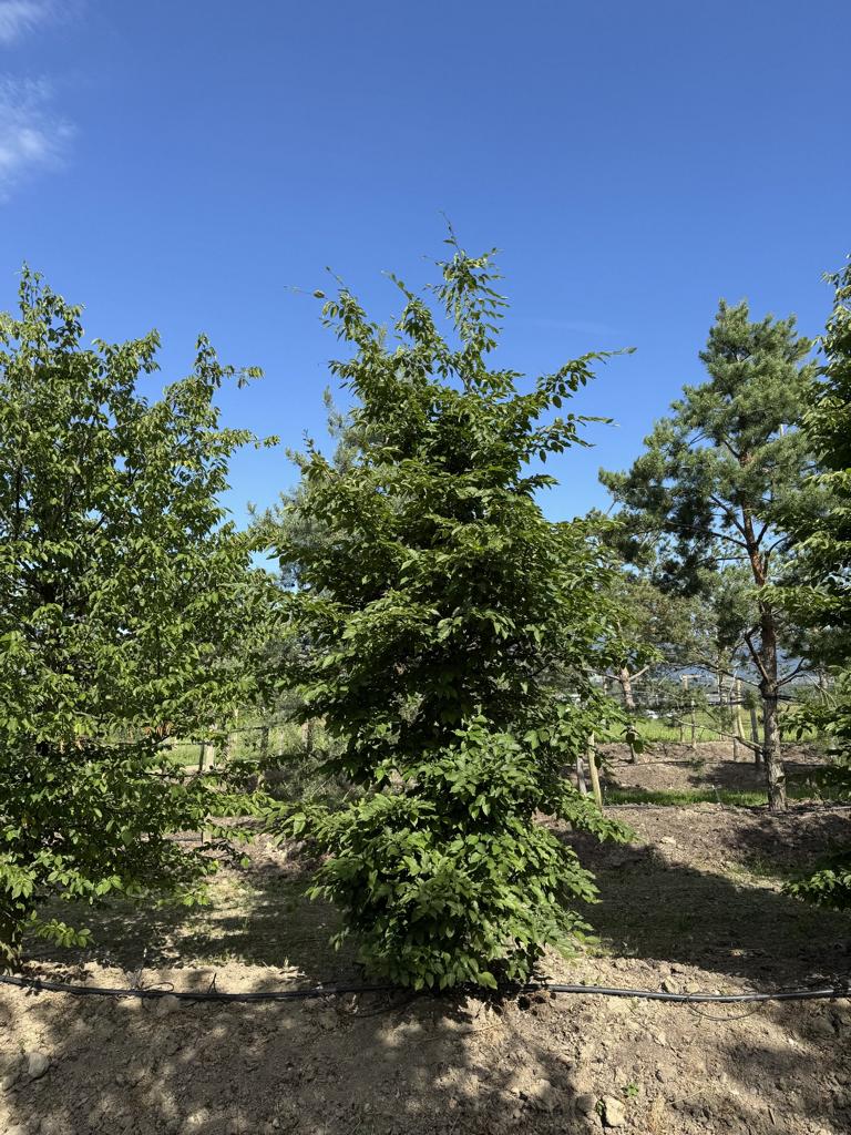 Carpinus betulus