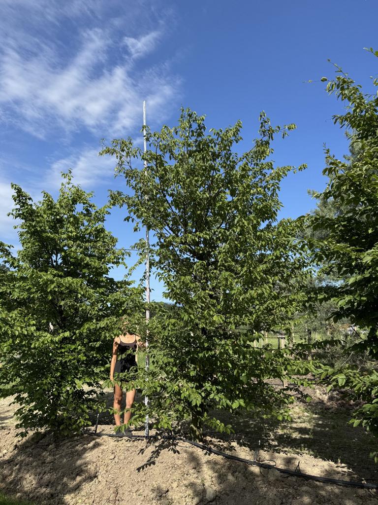 Carpinus betulus