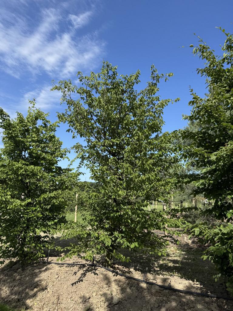Carpinus betulus