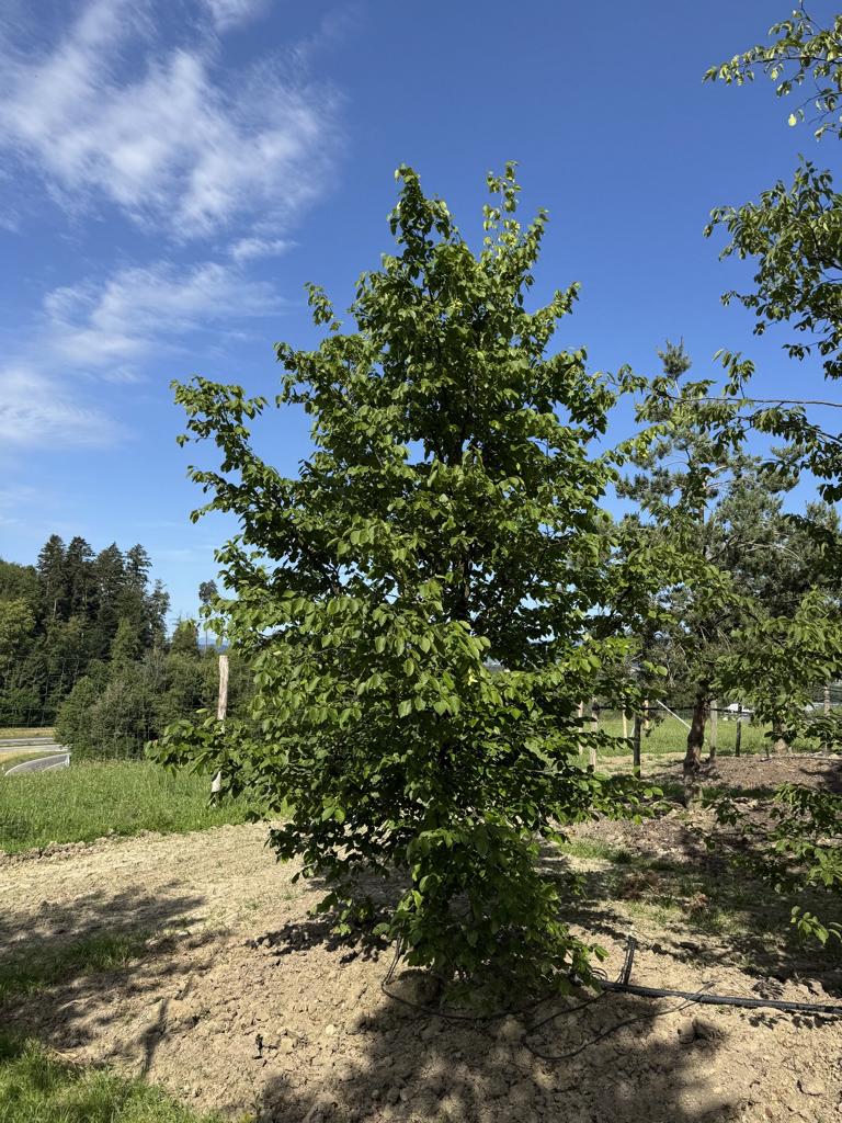 Carpinus betulus
