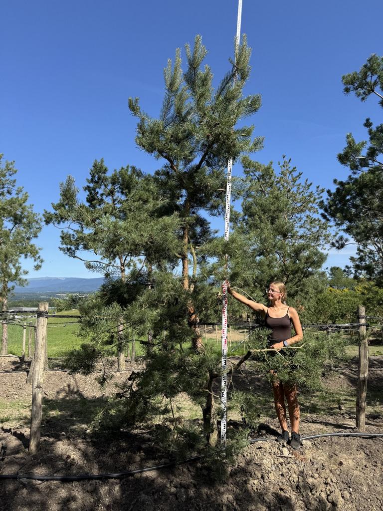 Pinus sylvestris
