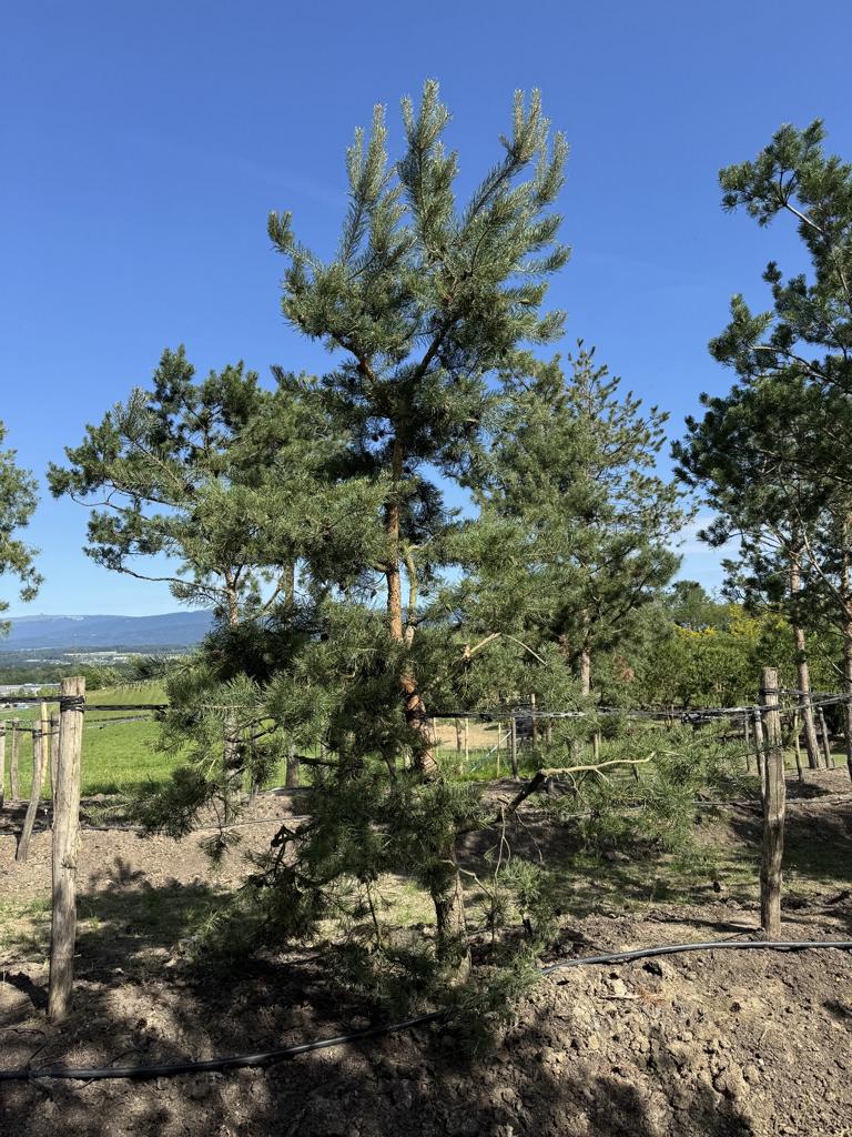 Pinus sylvestris