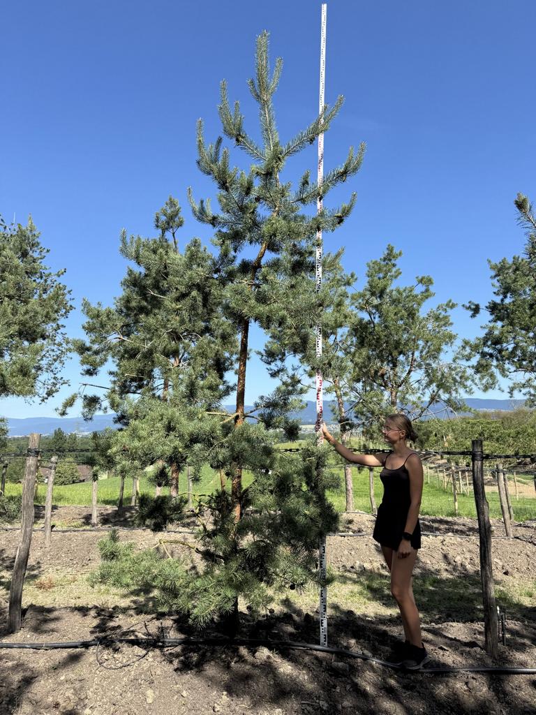 Pinus sylvestris