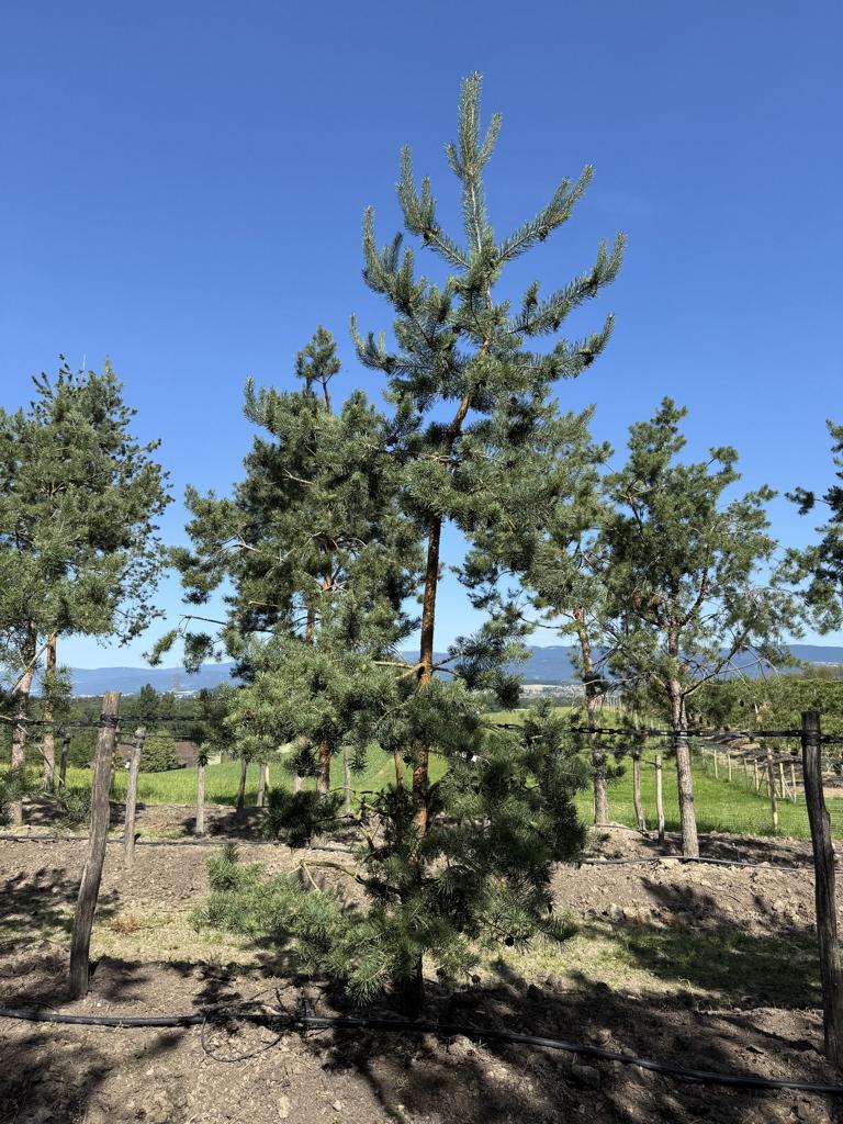 Pinus sylvestris