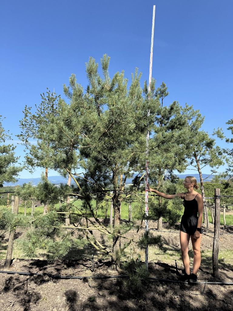 Pinus sylvestris