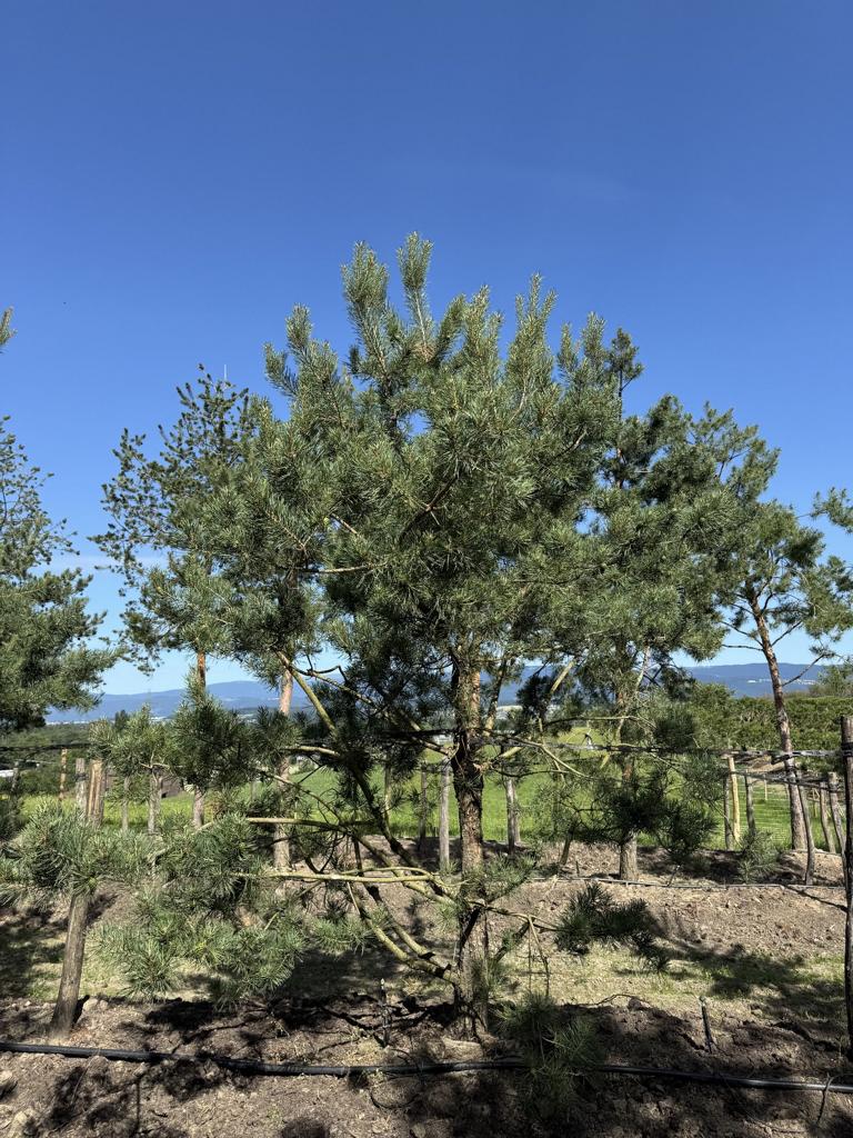 Pinus sylvestris