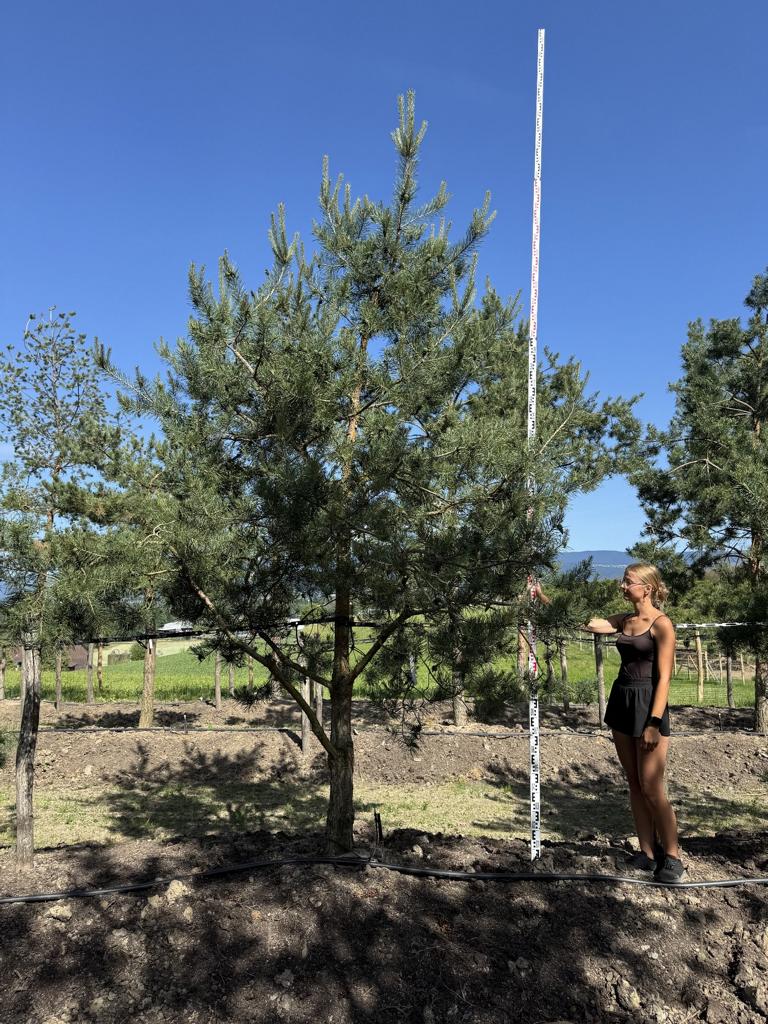 Pinus sylvestris