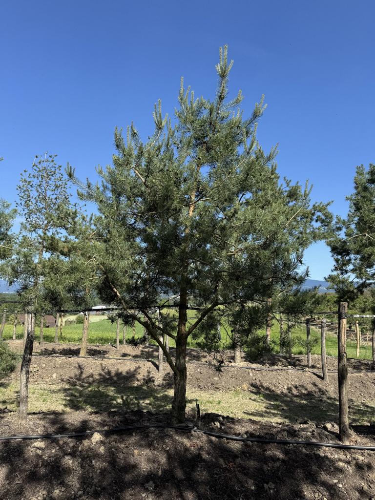 Pinus sylvestris