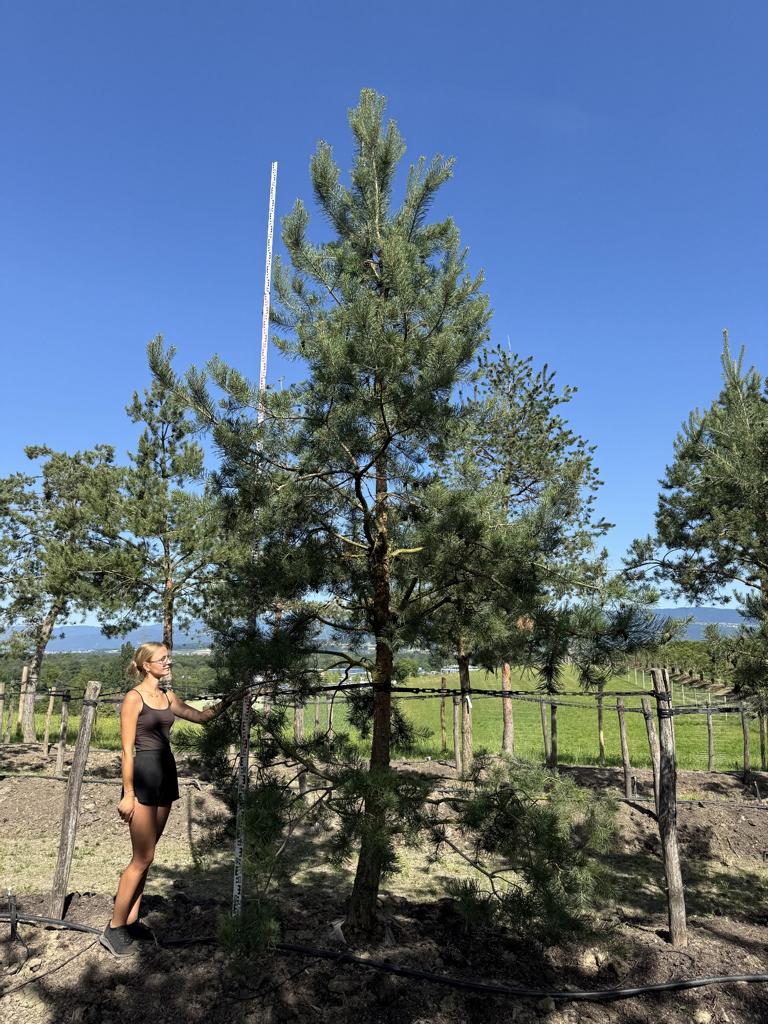 Pinus sylvestris