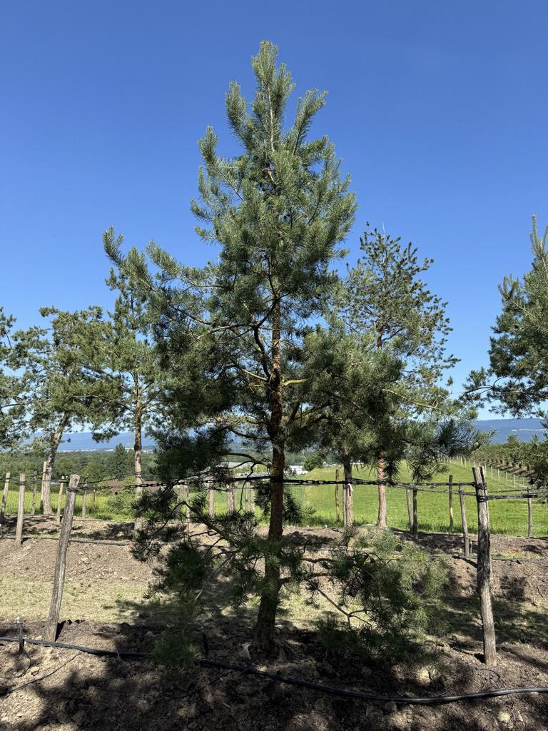 Pinus sylvestris