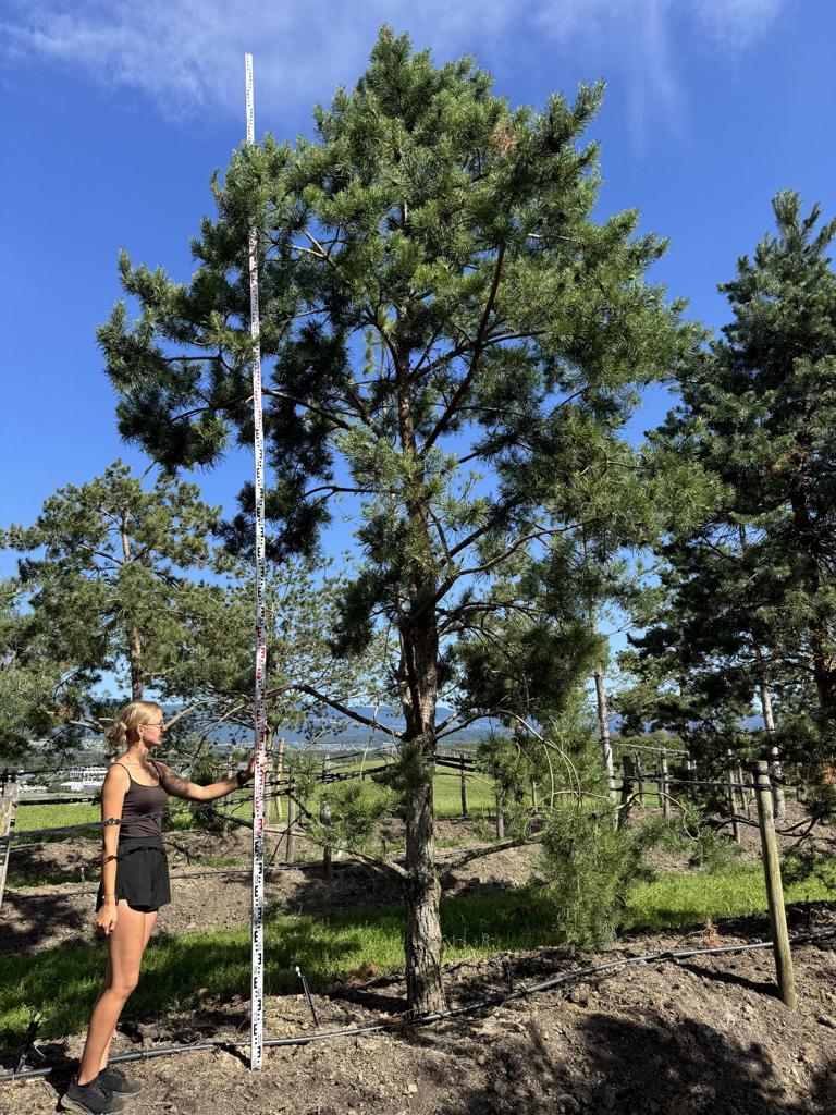 Pinus sylvestris