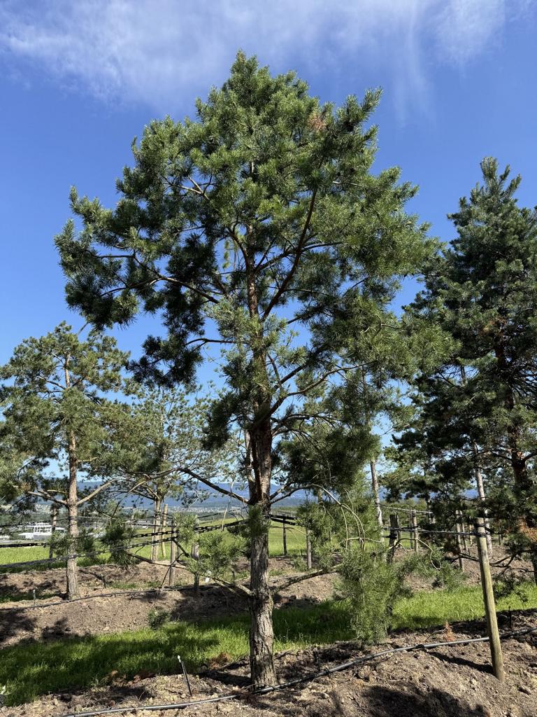 Pinus sylvestris