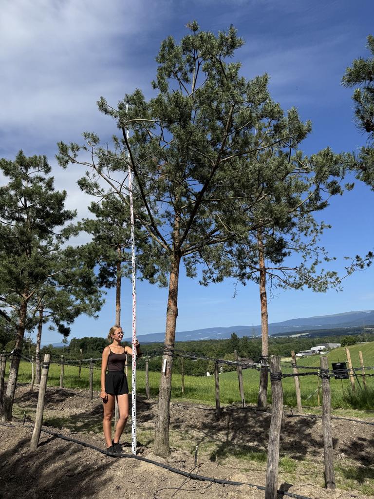 Pinus sylvestris