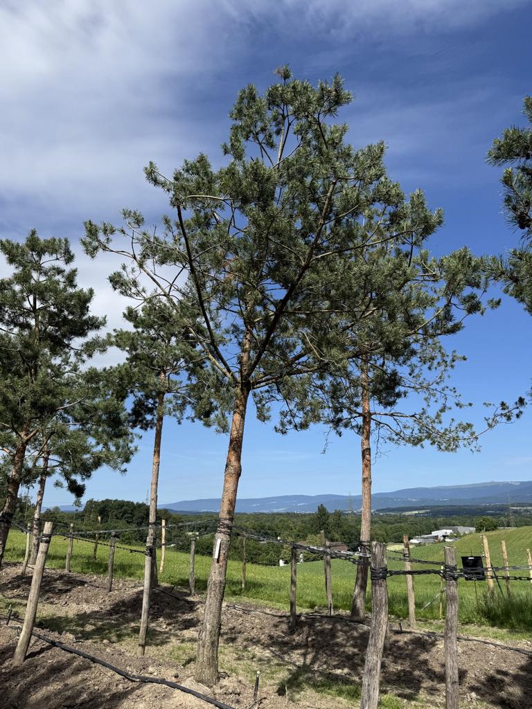 Pinus sylvestris
