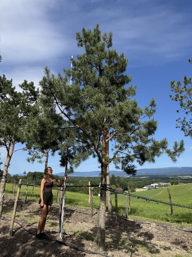 Pinus sylvestris
