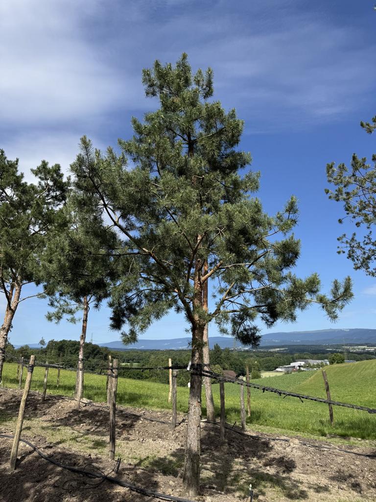 Pinus sylvestris
