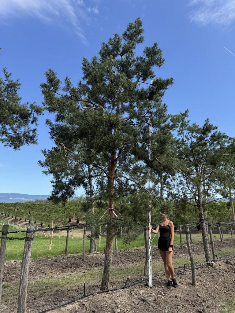 Pinus sylvestris