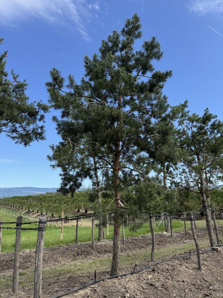 Pinus sylvestris