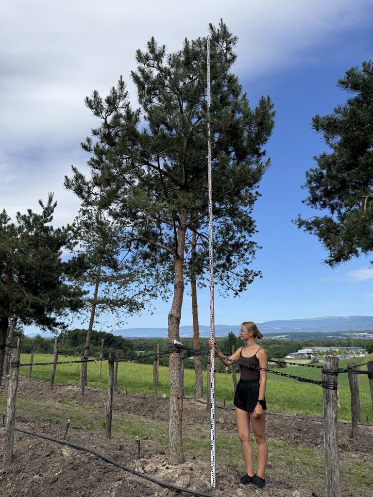 Pinus sylvestris