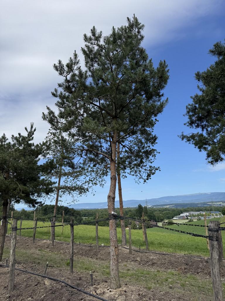 Pinus sylvestris