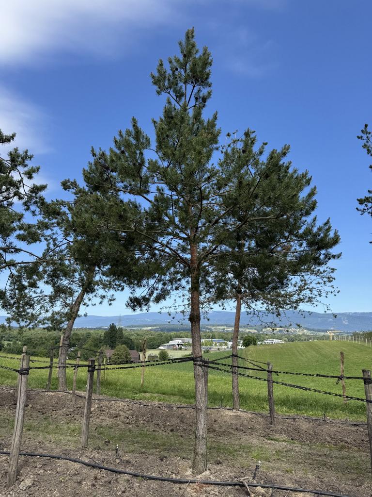 Pinus sylvestris