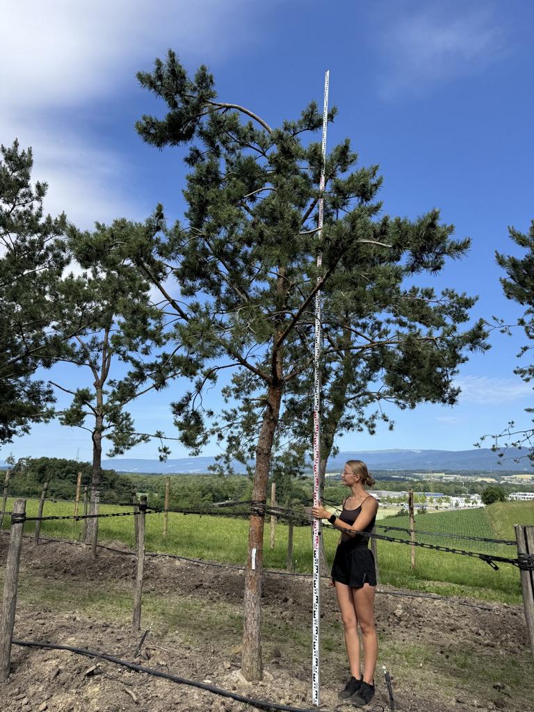 Pinus sylvestris