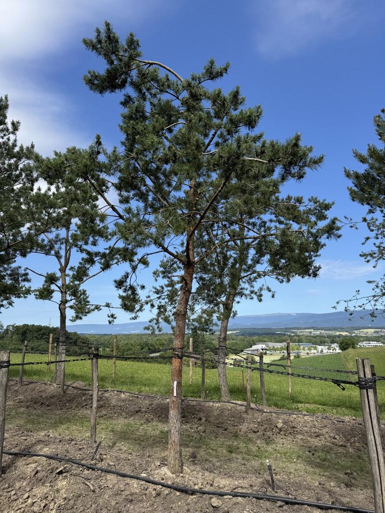 Pinus sylvestris