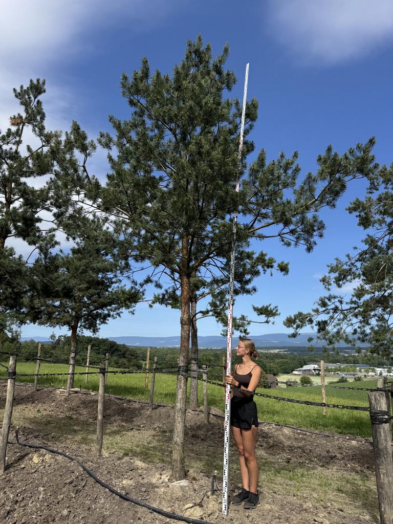 Pinus sylvestris