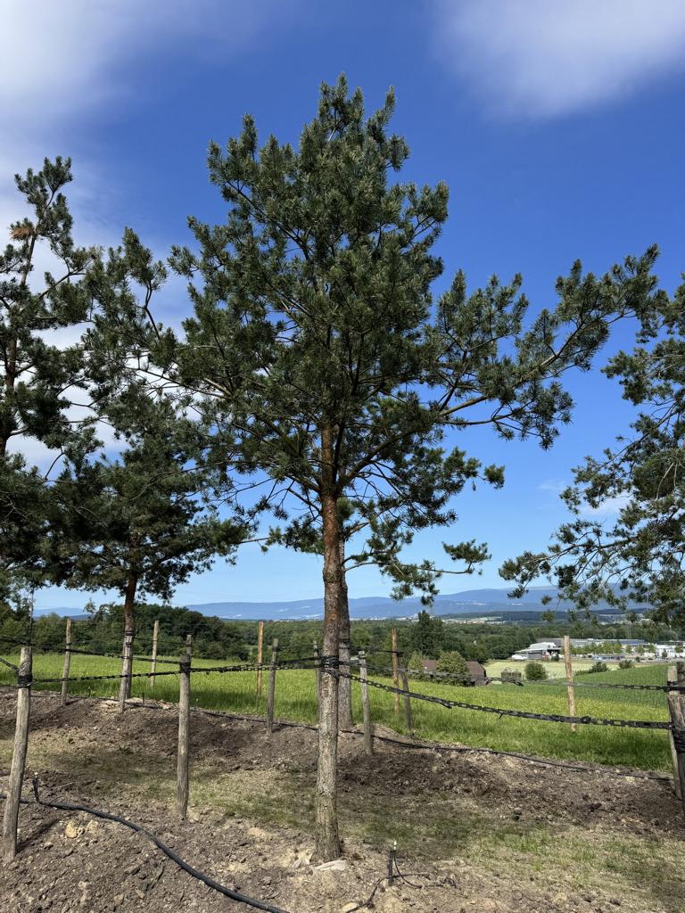 Pinus sylvestris