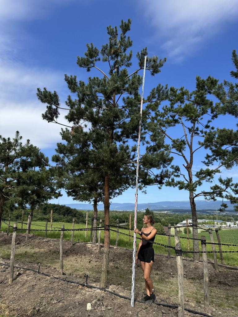 Pinus sylvestris