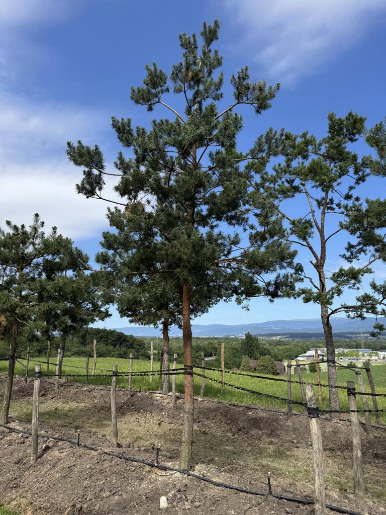 Pinus sylvestris