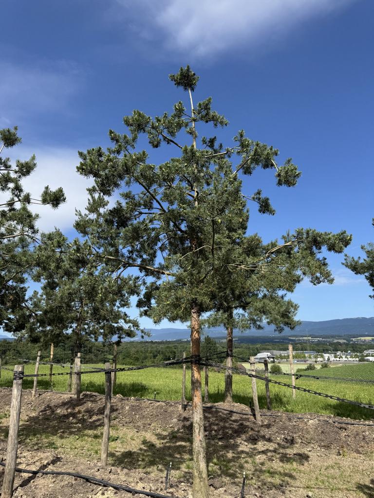 Pinus sylvestris