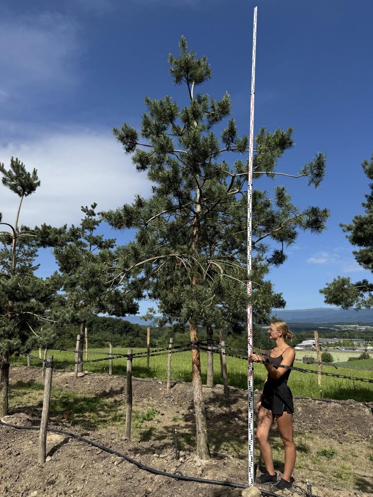 Pinus sylvestris