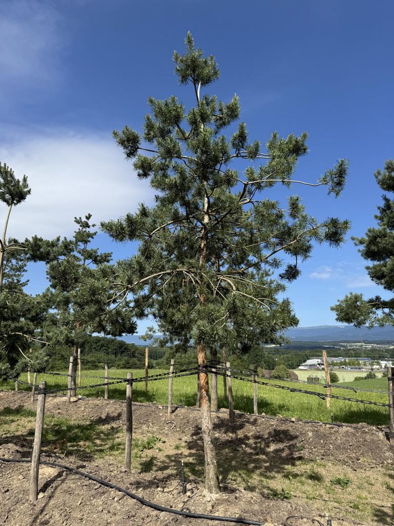Pinus sylvestris
