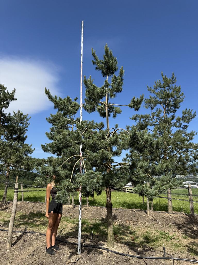 Pinus sylvestris